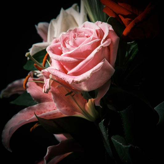 Rosa Sanguinea